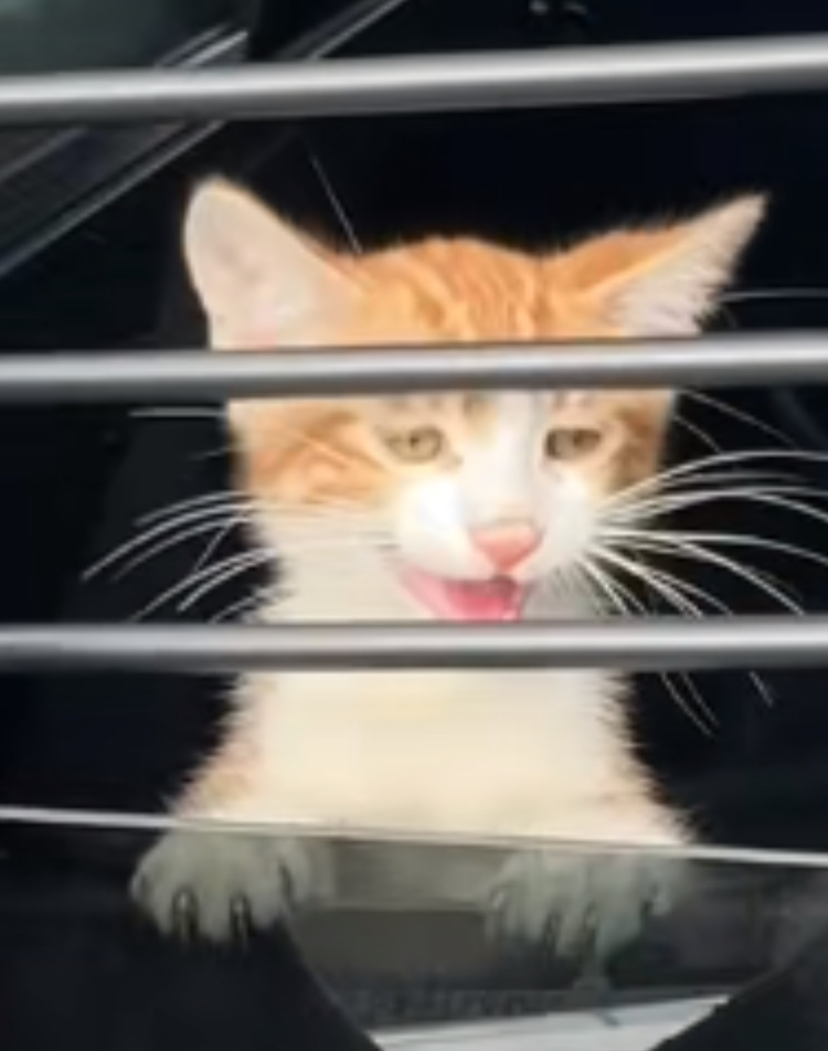 Cat jail Blank Meme Template