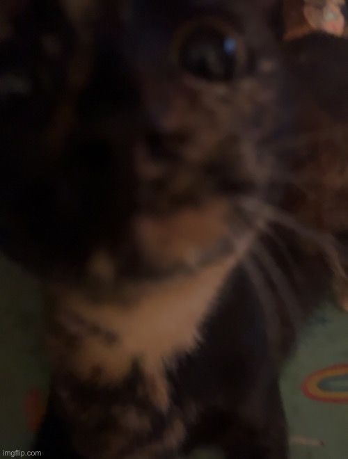 CHAT WE ARE SO FUCKING CLOSE TO A LIVE PIGLET REACTION | made w/ Imgflip meme maker