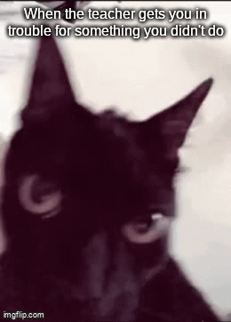 W-what'd I do? - Imgflip