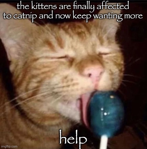 silly goober 2 | the kittens are finally affected to catnip and now keep wanting more; help | image tagged in silly goober 2 | made w/ Imgflip meme maker