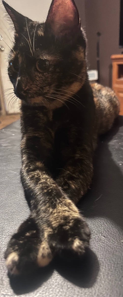 such a sophisticated kitty | made w/ Imgflip meme maker