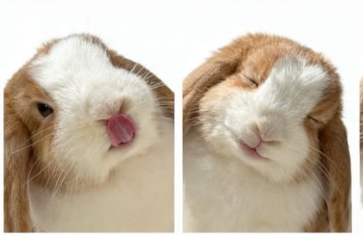 Bunnies Blank Meme Template