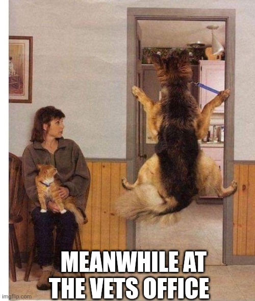Meanwhile At The Vets Office | MEANWHILE AT THE VETS OFFICE | image tagged in chrisjoines1 | made w/ Imgflip meme maker