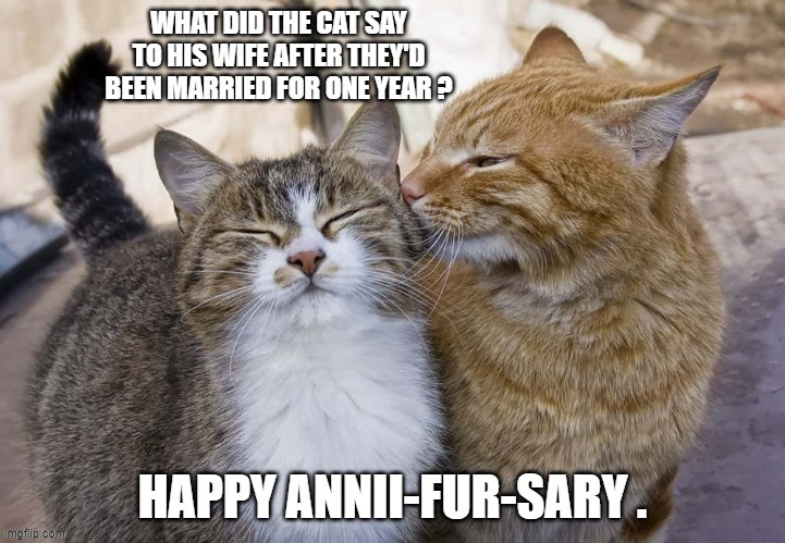 The cat said "Happy Anni-fur-sury after one year of marriage. | image tagged in cat,kitten,funny humor,anniversary,marriage,play on words | made w/ Imgflip meme maker