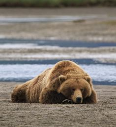 bear Blank Meme Template