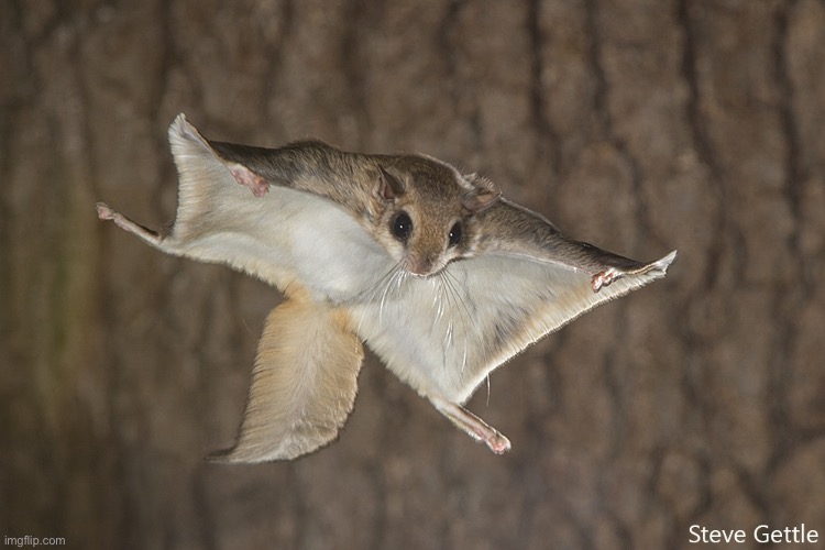Flying Squirrel | image tagged in flying squirrel | made w/ Imgflip meme maker