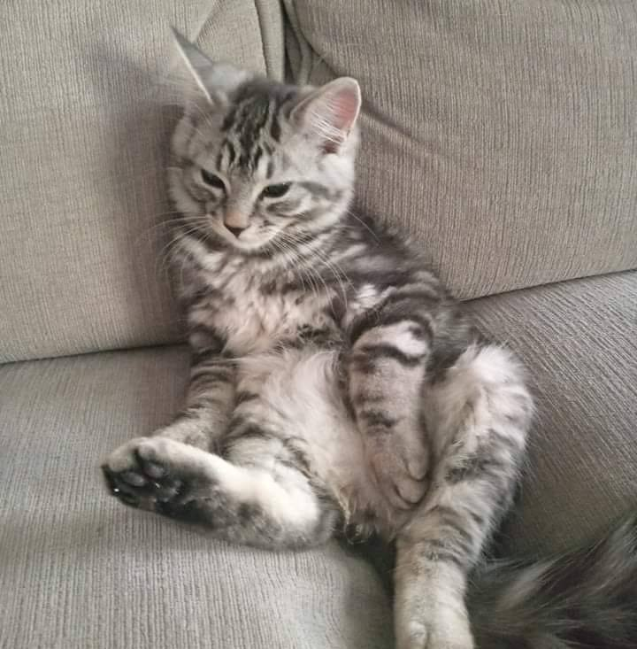 Kai Blank Meme Template