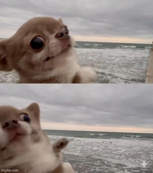 Chihuaheck | image tagged in memes,excuse me what the heck,what the heck,ptsd chihuahua,funny chihuahua,chihuahua | made w/ Imgflip meme maker