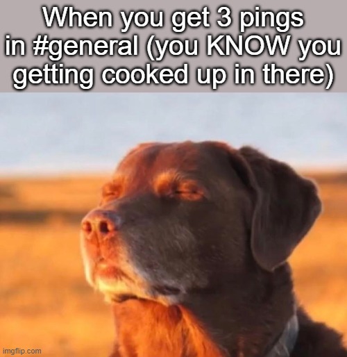 Image Title | When you get 3 pings in #general (you KNOW you getting cooked up in there) | image tagged in dog accepting fate | made w/ Imgflip meme maker