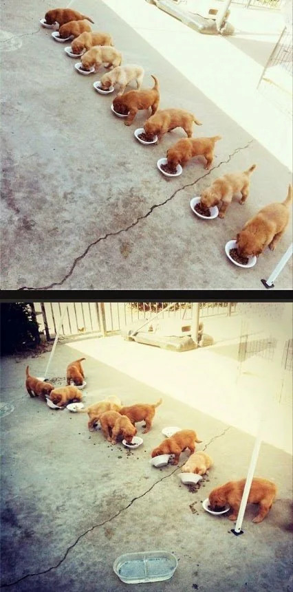 Puppies multithreading Blank Meme Template