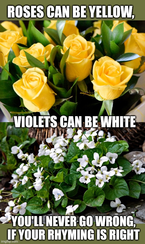 ROSES CAN BE YELLOW, YOU'LL NEVER GO WRONG, IF YOUR RHYMING IS RIGHT VIOLETS CAN BE WHITE | made w/ Imgflip meme maker