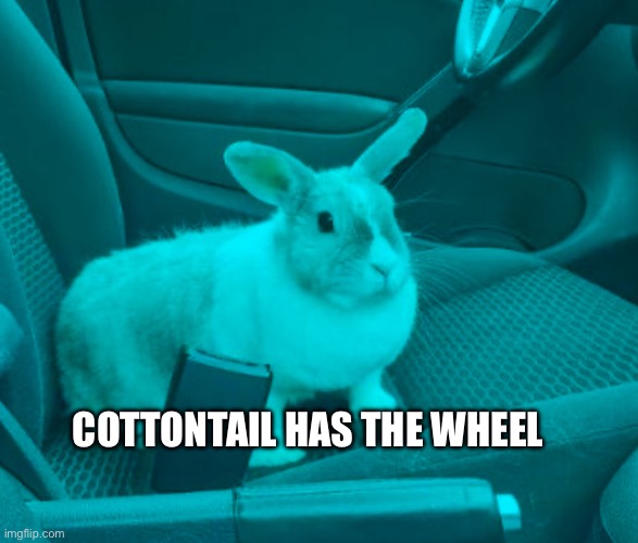 Bnuuy of the day 11/7 | COTTONTAIL HAS THE WHEEL | image tagged in bnuuy,bunny,funny,memes | made w/ Imgflip meme maker