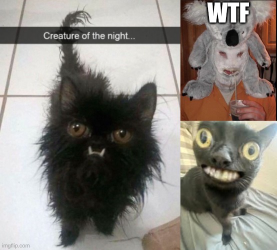 where the bleach | WTF | made w/ Imgflip meme maker