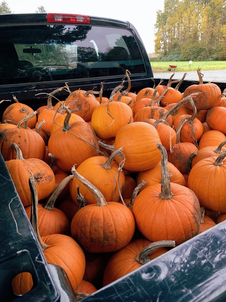 Pumpkins truckload Halloween Fall November Blank Meme Template
