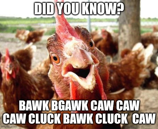 Chicken | DID YOU KNOW? BAWK BGAWK CAW CAW CAW CLUCK BAWK CLUCK  CAW | image tagged in chicken | made w/ Imgflip meme maker