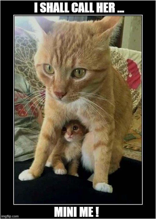 Just A Sweet Picture ! | I SHALL CALL HER ... MINI ME ! | image tagged in cats,kitten,dr evil quotes | made w/ Imgflip meme maker