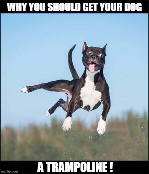 Look At Me ... I'm Flying ! | WHY YOU SHOULD GET YOUR DOG; A TRAMPOLINE ! | made w/ Imgflip meme maker