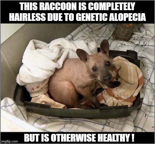 What Is That ? | THIS RACCOON IS COMPLETELY
HAIRLESS DUE TO GENETIC ALOPECIA; BUT IS OTHERWISE HEALTHY ! | image tagged in raccoon,hairless | made w/ Imgflip meme maker