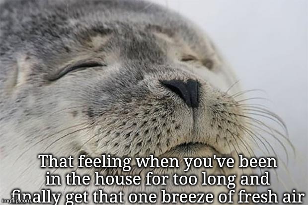 Fresh Air | That feeling when you've been in the house for too long and finally get that one breeze of fresh air | image tagged in memes,satisfied seal,relatable | made w/ Imgflip meme maker