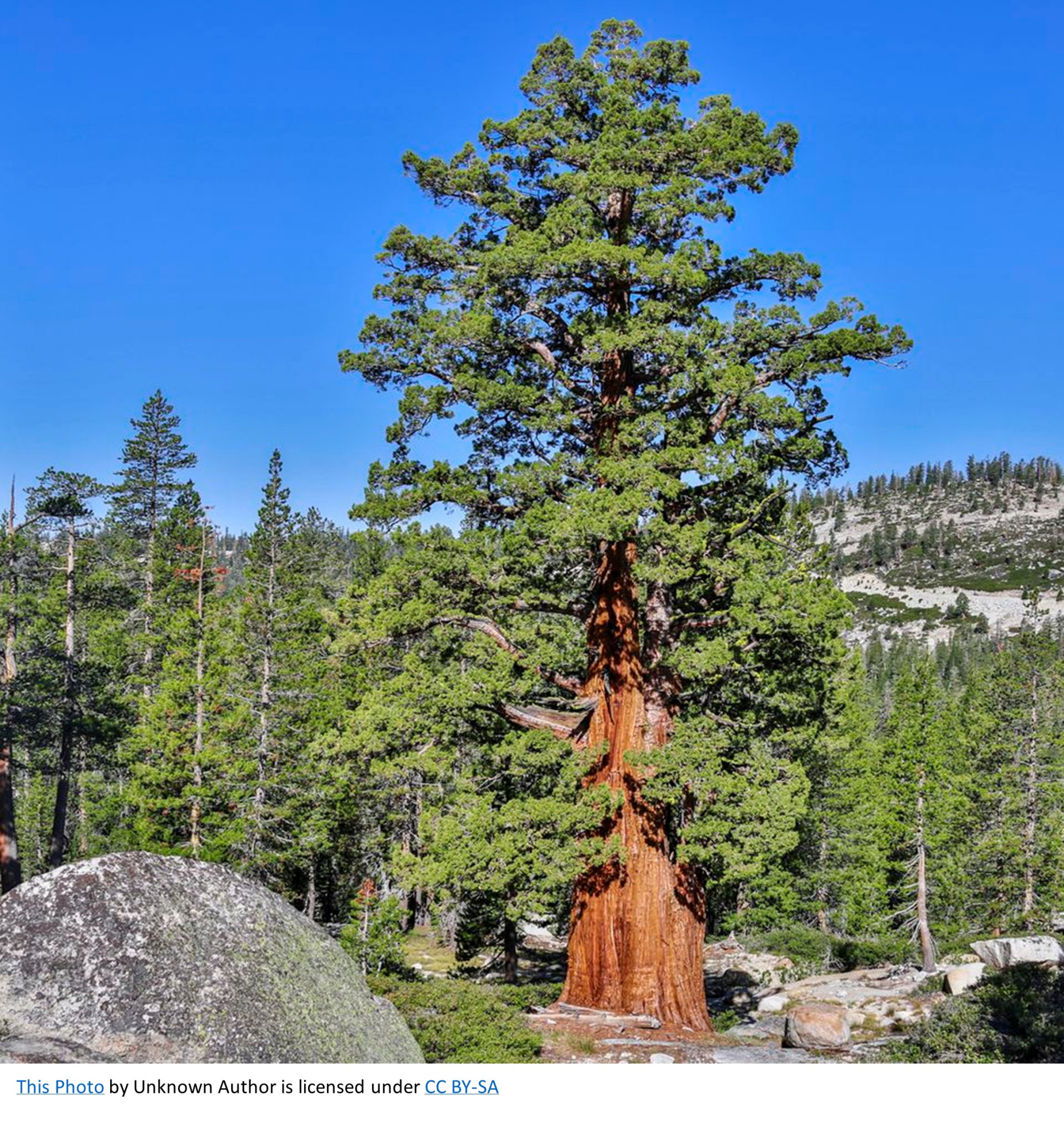 Trees Blank Meme Template