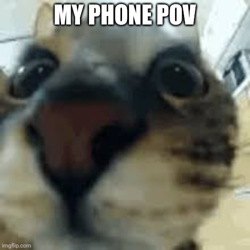 MY PHONE POV | image tagged in sniff cat | made w/ Imgflip meme maker