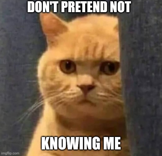 de kuales gato | DON'T PRETEND NOT; KNOWING ME | image tagged in de kuales gato | made w/ Imgflip meme maker