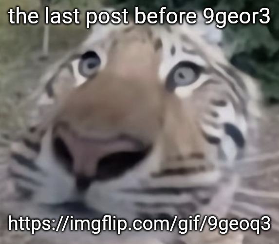 tigre | the last post before 9geor3; https://imgflip.com/gif/9geoq3 | image tagged in tigre | made w/ Imgflip meme maker