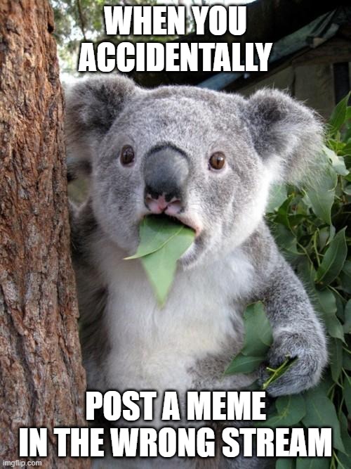 Yes it rhymes | WHEN YOU ACCIDENTALLY; POST A MEME IN THE WRONG STREAM | image tagged in memes,surprised koala | made w/ Imgflip meme maker