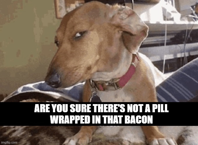 My Dog has Me Figured Out | ARE YOU SURE THERE'S NOT A PILL
WRAPPED IN THAT BACON | image tagged in vince vance,dogs,bacon,suspicious dog,funny dog memes,pills | made w/ Imgflip meme maker