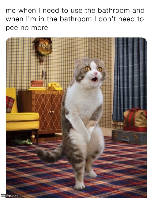 Relief ... It's Universal | image tagged in vince vance,cats,pee,bathroom humor,funny cat memes,holding it | made w/ Imgflip meme maker
