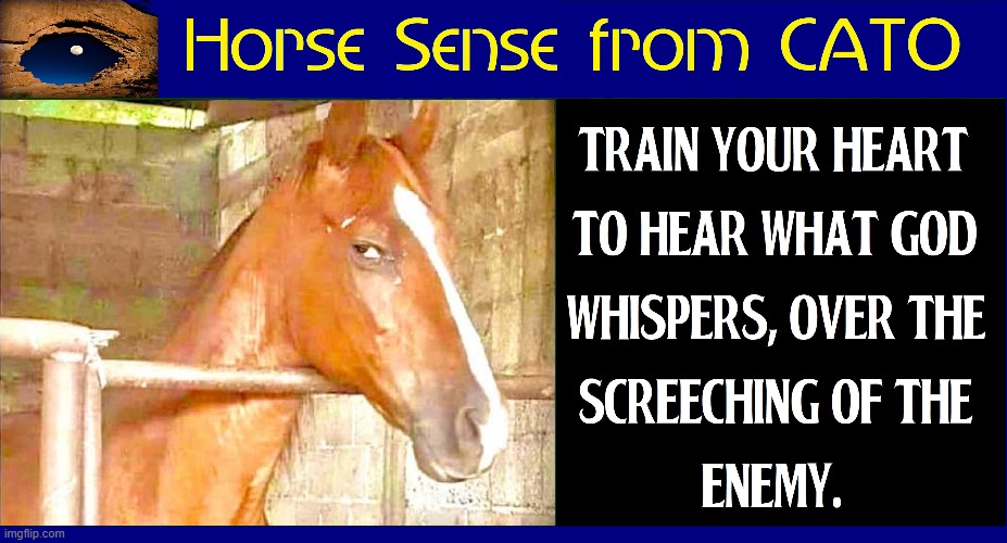 Looking for Advice? Meet Cato | image tagged in vince vance,horse sense,horses,guru,wisdom,god | made w/ Imgflip meme maker