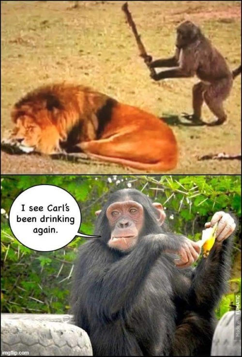 Monkey Business Gets Serious | image tagged in vince vance,drunk,monkey,lion,funny animal meme,chimpanzee | made w/ Imgflip meme maker
