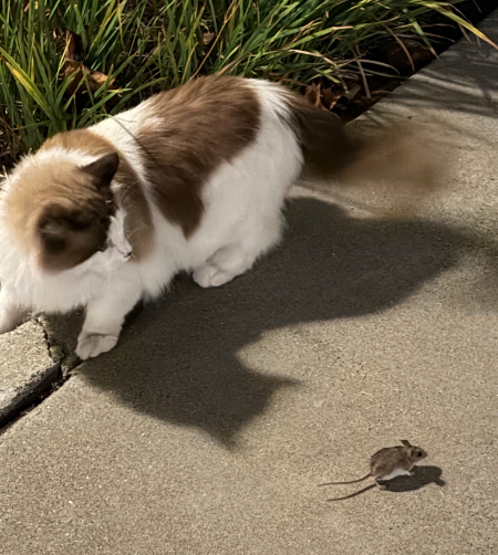Cat Staring Down Mouse Blank Meme Template