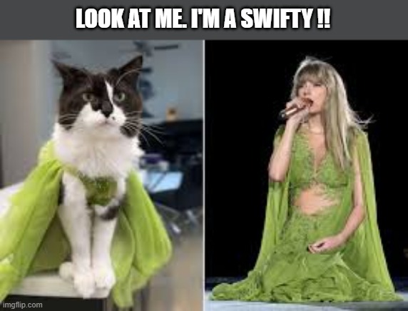 This cat loves Taylor Swift and calls herself a "Swiftie". | LOOK AT ME. I'M A SWIFTY !! | image tagged in cat,kittens,funny,humor,taylor swift,taylor swiftie | made w/ Imgflip meme maker