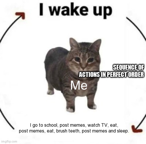 i wake up cat | SEQUENCE OF ACTIONS IN PERFECT ORDER; Me; I go to school, post memes, watch TV, eat, post memes, eat, brush teeth, post memes and sleep. | image tagged in i wake up cat | made w/ Imgflip meme maker