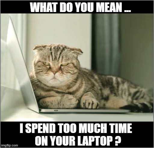 An Annoyed Cat ! | WHAT DO YOU MEAN ... I SPEND TOO MUCH TIME
  ON YOUR LAPTOP ? | image tagged in cats,laptop,annoyed | made w/ Imgflip meme maker