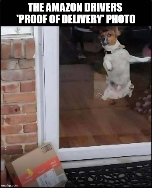 This Just Made Me Smile ! | THE AMAZON DRIVERS 
'PROOF OF DELIVERY' PHOTO | image tagged in dogs,amazon,proof,deilvery | made w/ Imgflip meme maker