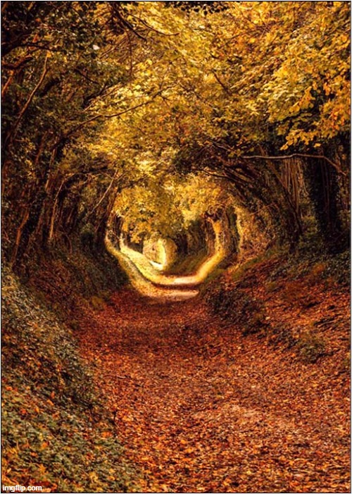 Through Autumns Gown We Used To Kick Our Way ... | image tagged in autumn leaves,fall,song lyrics | made w/ Imgflip meme maker