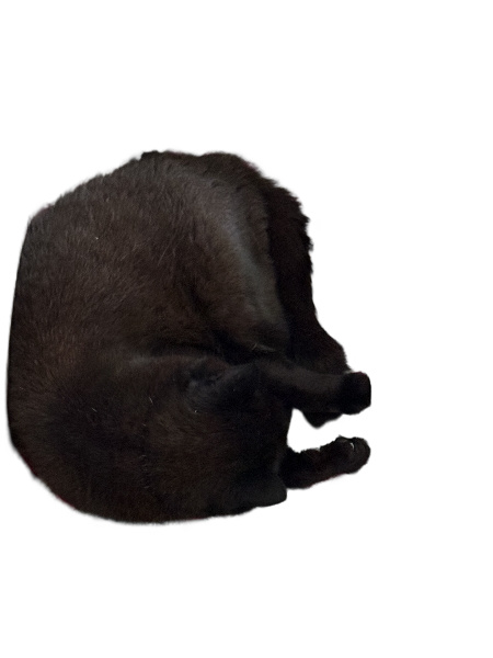 Mirris from Falkenberg Blank Meme Template