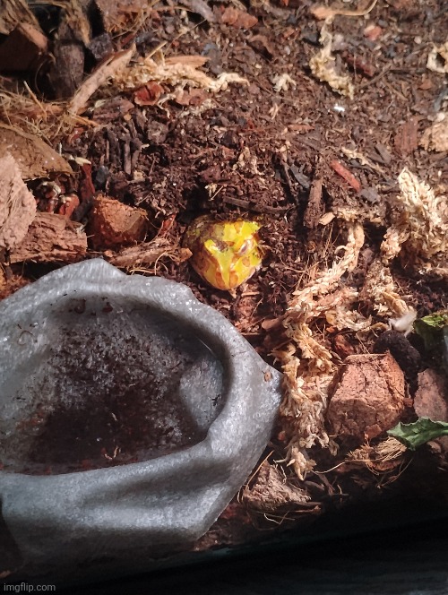 Frog jumpscare | made w/ Imgflip meme maker