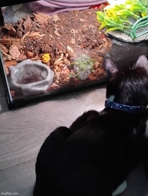 Cat watching frog | made w/ Imgflip meme maker