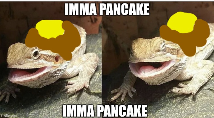 Butter the bearded dragon | IMMA PANCAKE; IMMA PANCAKE | image tagged in butter the bearded dragon | made w/ Imgflip meme maker