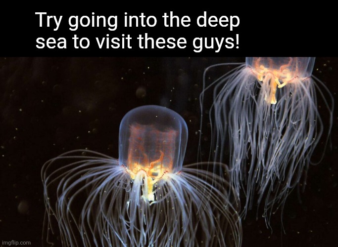 Try going into the deep sea to visit these guys! | made w/ Imgflip meme maker