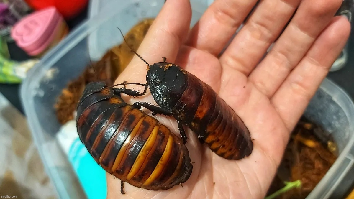 I want these as a pet so badly they’re adorableee | made w/ Imgflip meme maker