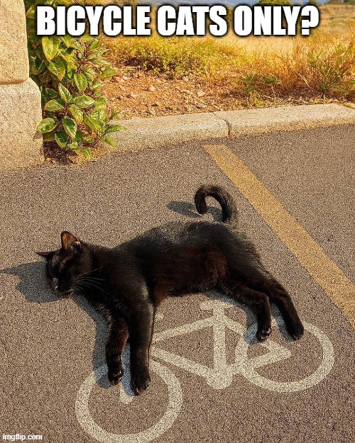 Bike Cat | BICYCLE CATS ONLY? | image tagged in cats | made w/ Imgflip meme maker
