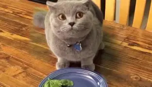 Guilty cat Blank Meme Template