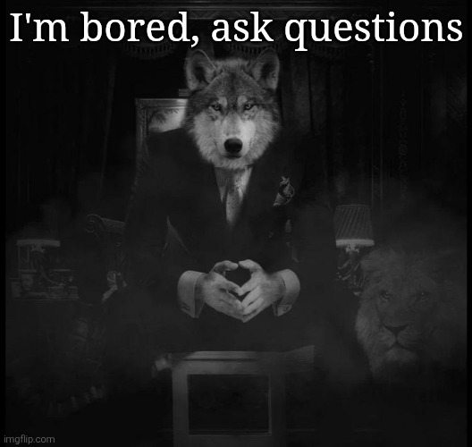 Wolf on a chair | I'm bored, ask questions | image tagged in wolf on a chair | made w/ Imgflip meme maker