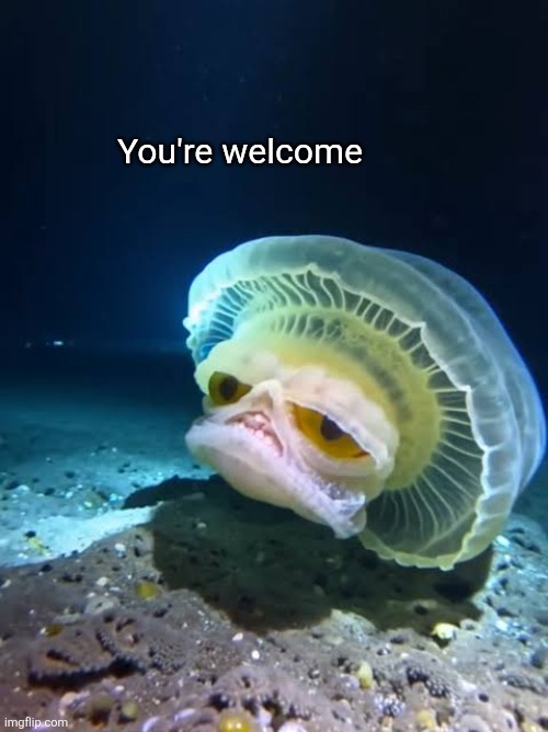 You're welcome | made w/ Imgflip meme maker