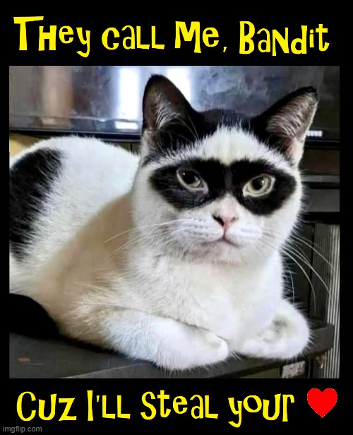 Thief of Hearts | image tagged in vince vance,cats,i love cars,bandit,mask,funny cat memes | made w/ Imgflip meme maker