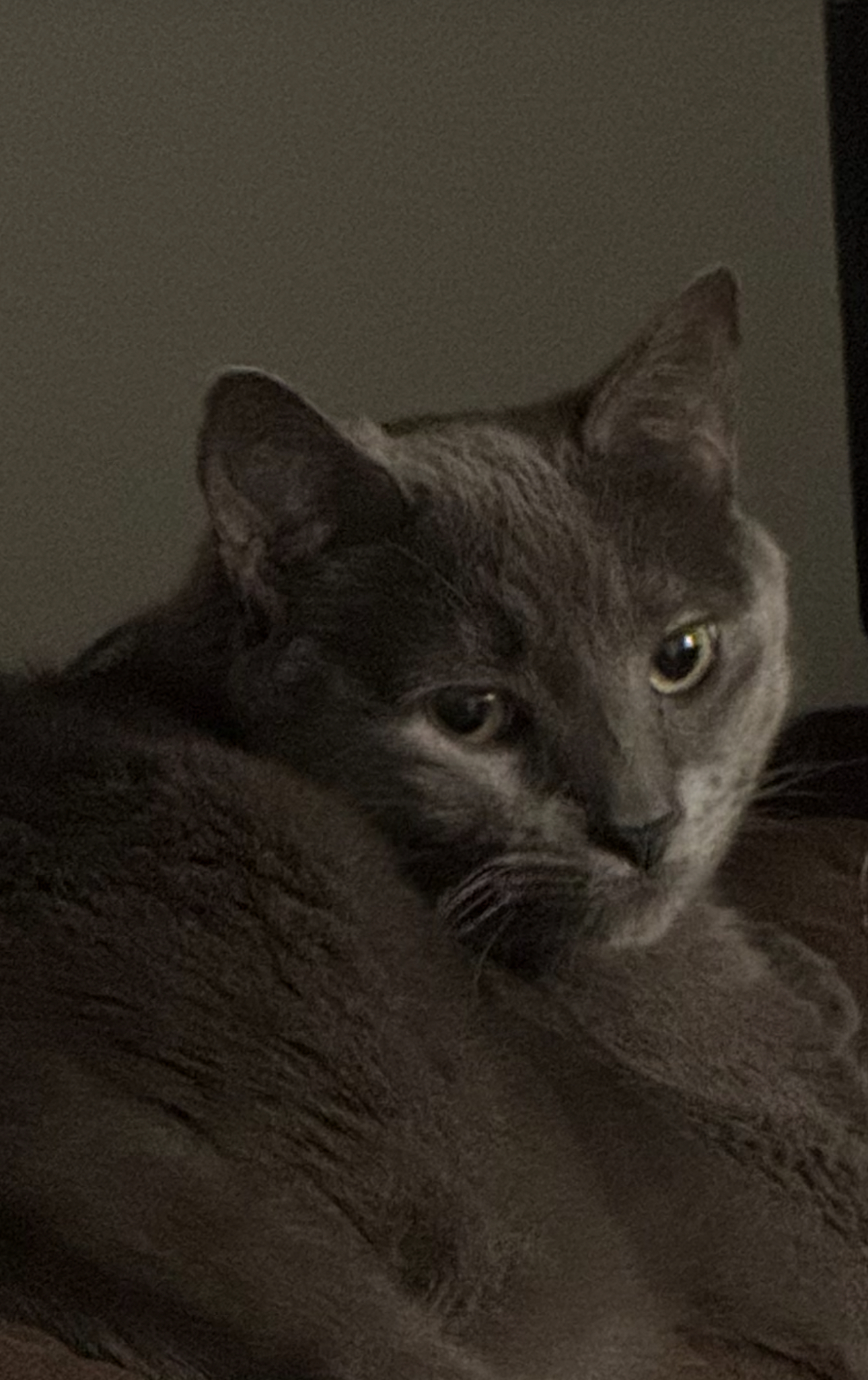 Tsundere Leo Blank Meme Template